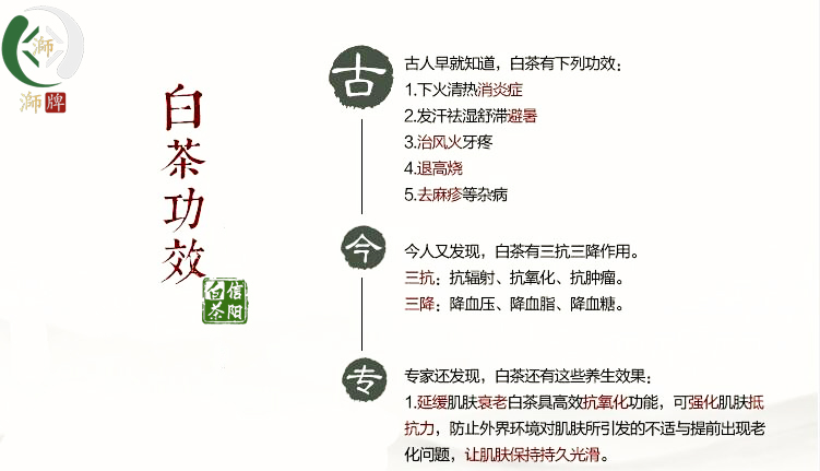 信阳白茶