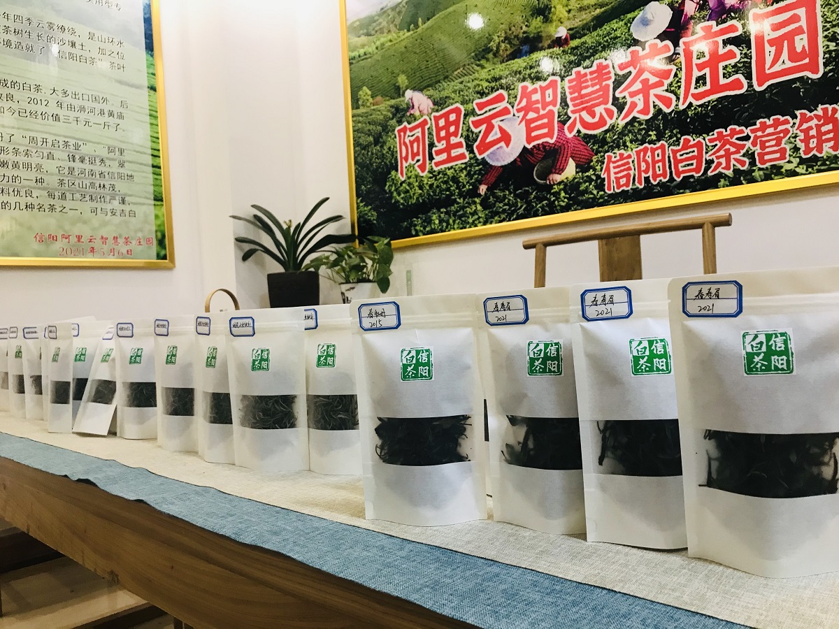 信阳白茶