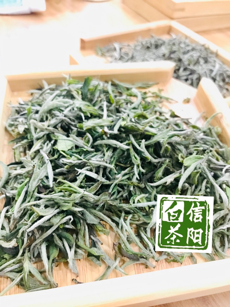 浉牌 信阳白茶 2023年浉河港特级润灵芽50克/罐装白茶