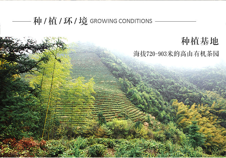 信阳白茶2025年春茶 雨前珍品皛芽大山茶 浉河港茶厂原产地批发