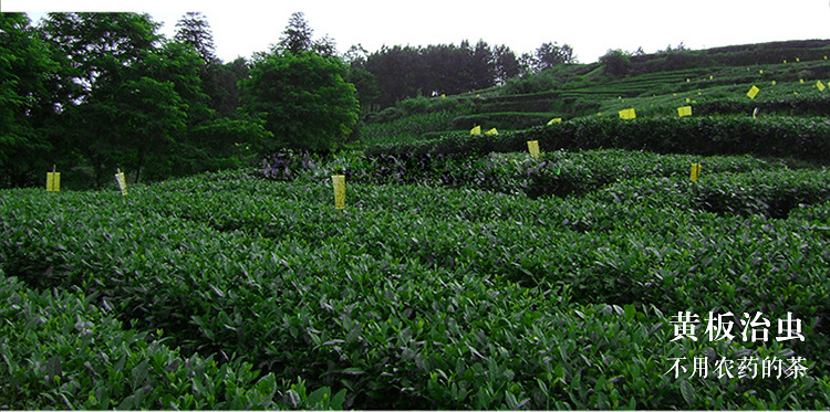 信阳白茶2025年春茶 雨前珍品皛芽大山茶 浉河港茶厂原产地批发