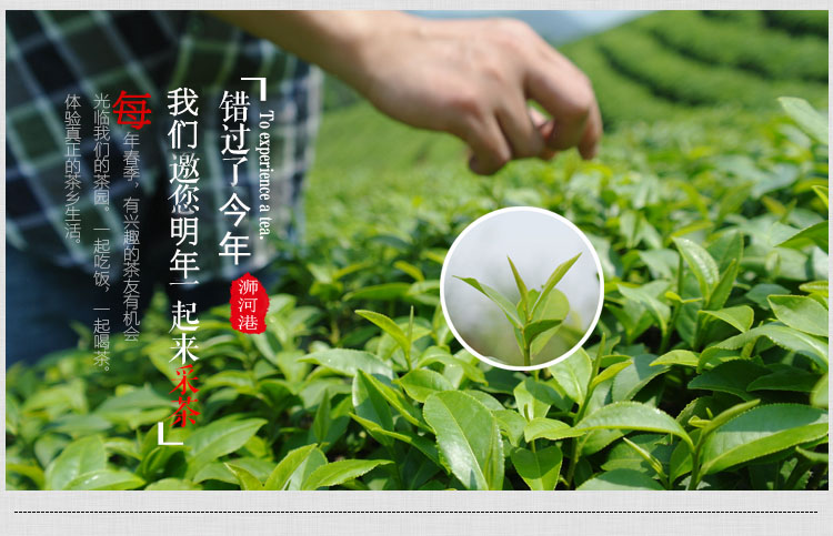 浉河港|信阳毛尖 散茶批发 2021新茶 茶叶【雨前一级】500克 浉河港茶厂