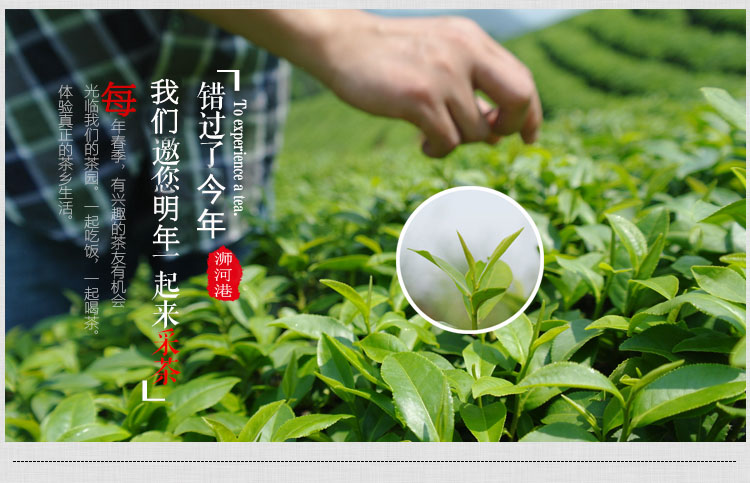 2024新茶信阳毛尖 雨前一芽二叶 新茶热卖 实惠耐泡口味重