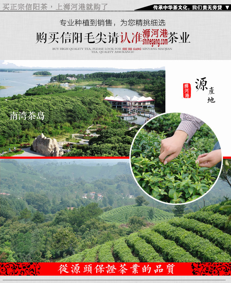 浉河港|信阳毛尖 散茶批发 2024新茶 茶叶【雨前一级】浉河港茶厂