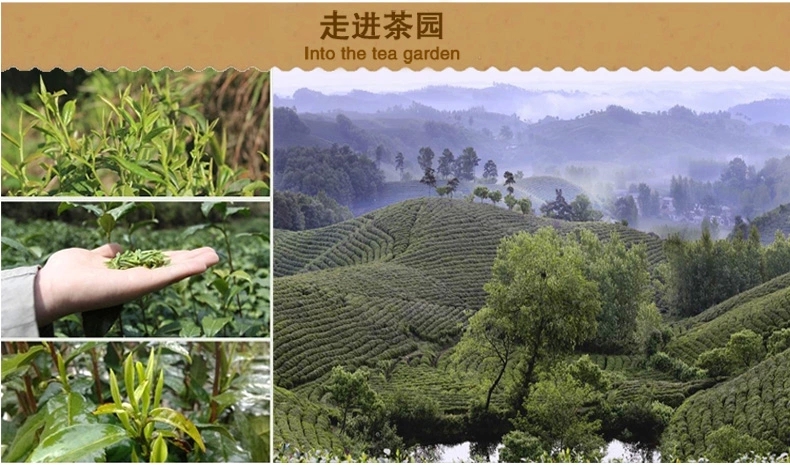 浉河港|信阳毛尖 散茶批发 2023新茶 茶叶【雨前一级】浉河港茶厂