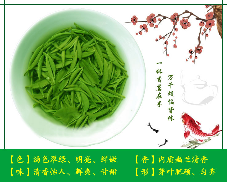 信阳毛尖