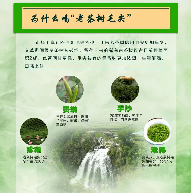 信阳毛尖 信阳毛尖