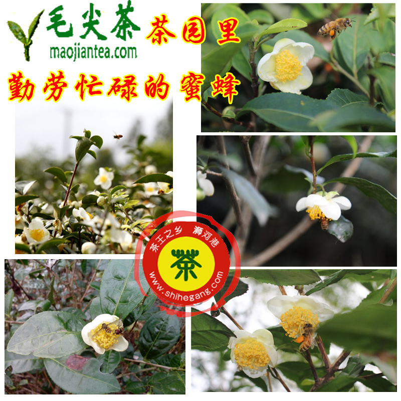 毛尖茶花蜜 冬蜜 深山土蜂蜜高山茶园农家自产自销结晶蜜2斤装