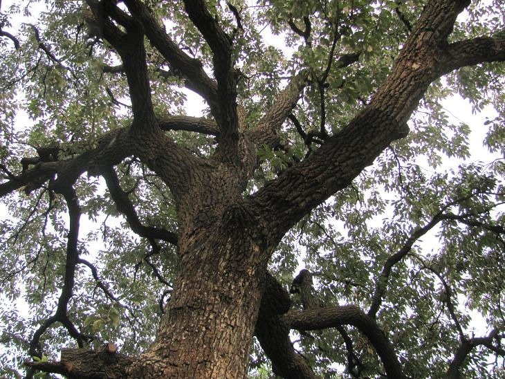 千年橡子树