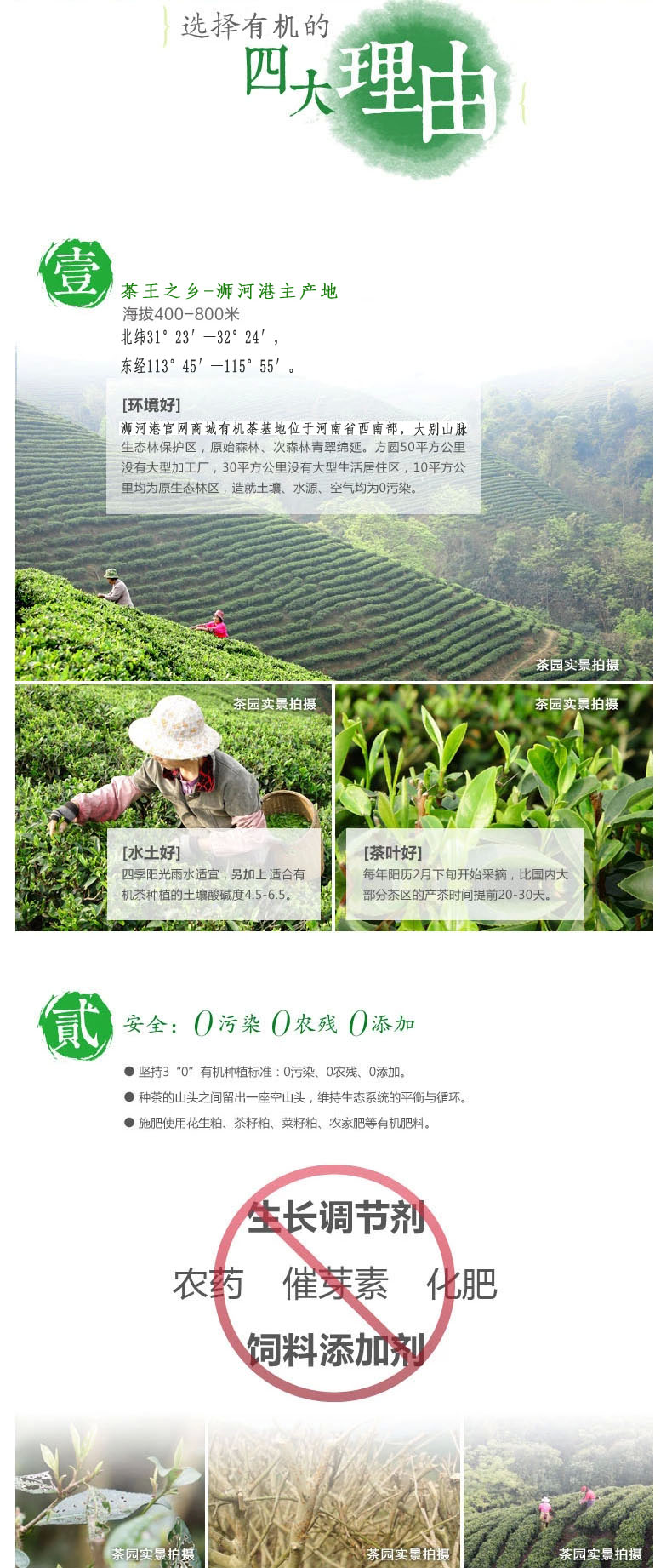 信阳毛尖有机茶价格和范围