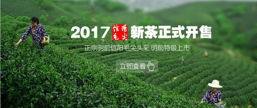 2017信阳毛尖、信阳白茶新茶上市