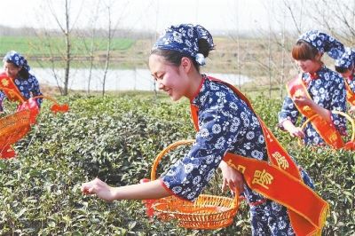 信阳市茶叶协会发布信阳毛尖茶采摘指数