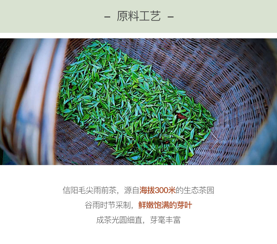 信阳毛尖