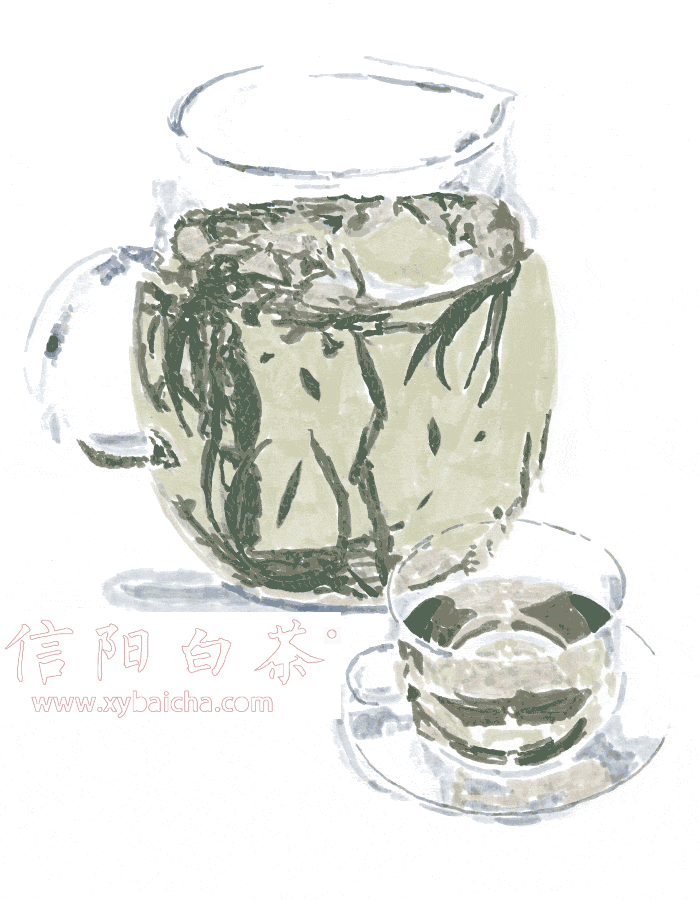 信阳白茶