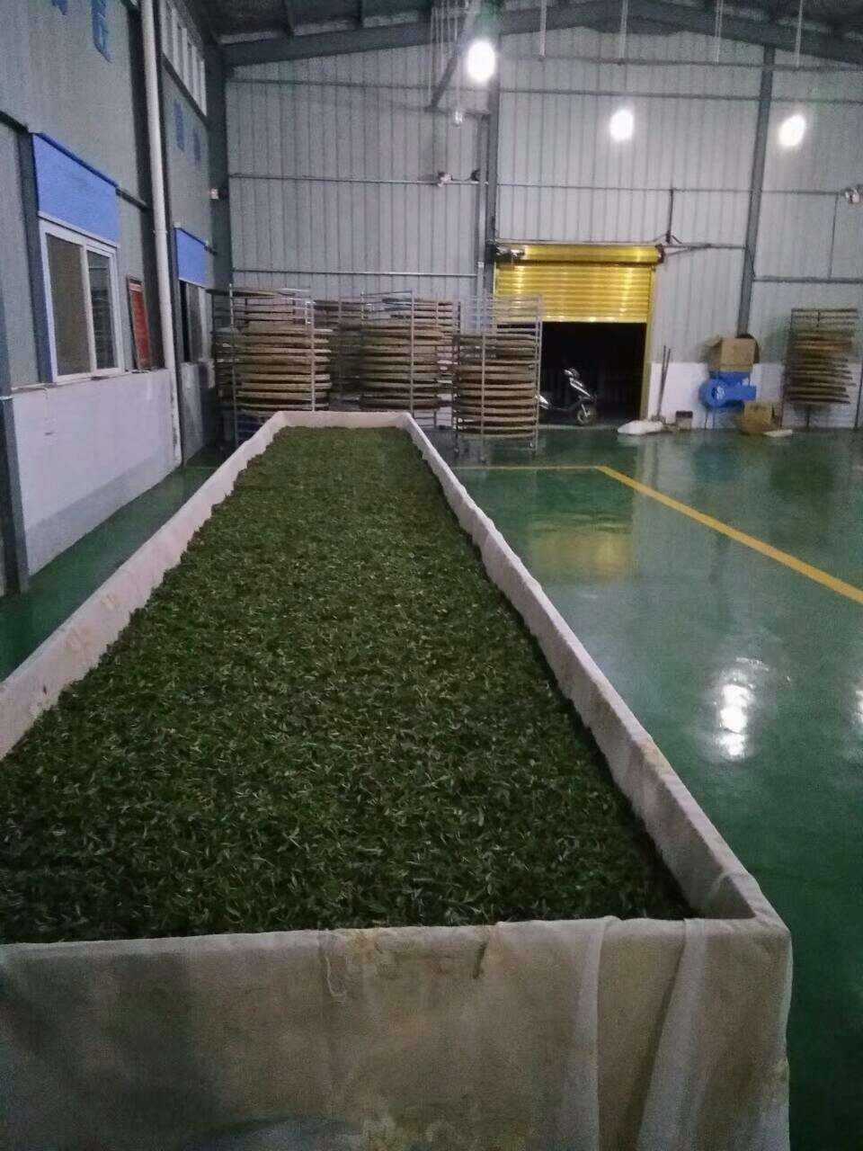 信阳红茶