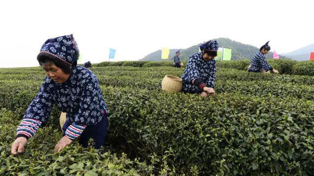 豫非遗｜河南省非物质文化遗产之“信阳毛尖茶采制技艺”