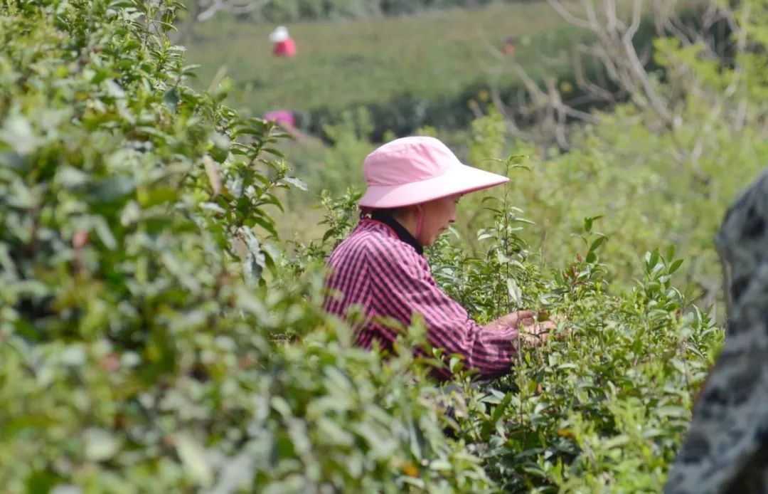 豫非遗｜河南省非物质文化遗产之“信阳毛尖茶采制技艺”