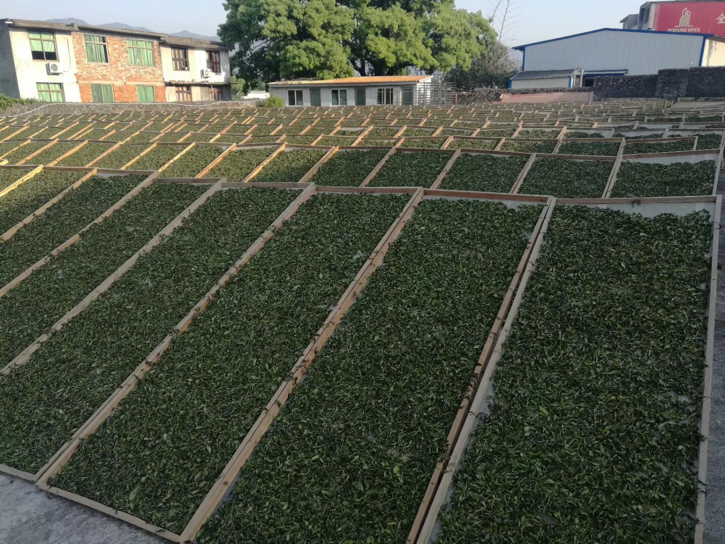 信阳白茶2025年雨前三级 一芽二叶绽琼芽 散茶批发 浉河港茶厂