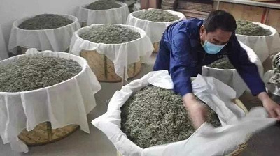 信阳白茶 信阳白茶