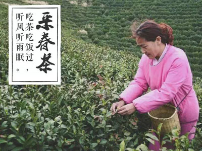 “喝茶容易，采摘难”，信阳毛尖，且喝且珍惜！