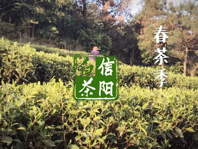 信阳白茶