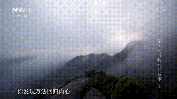 信阳毛尖