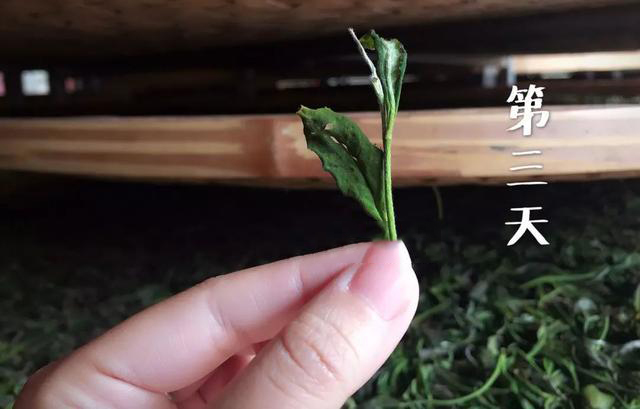 信阳白茶