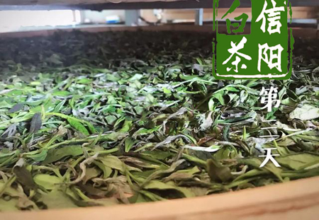 信阳白茶