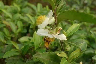 茶树花