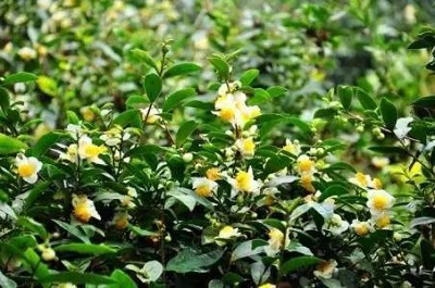 茶树花