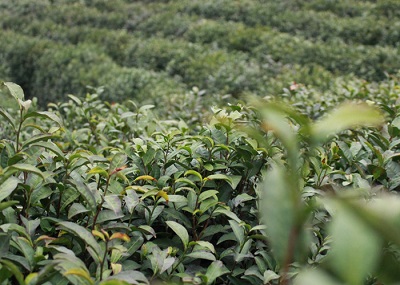 信阳高山下的茶香之源，阿里云茶庄园入水自涅槃