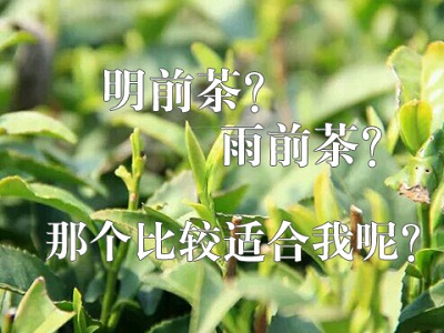 信阳黄芽茶