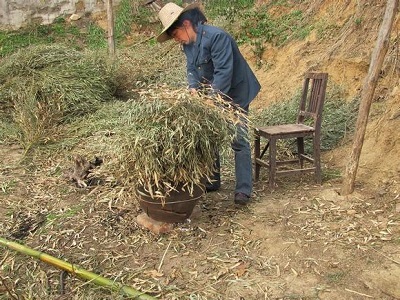 信阳毛尖茶把