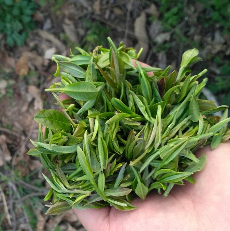 信阳毛尖 2025新茶 信阳野茶 荒野绿茶 限量品鲜