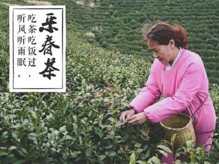 信阳毛尖 2024新茶 信阳野茶 荒野绿茶 限量品鲜