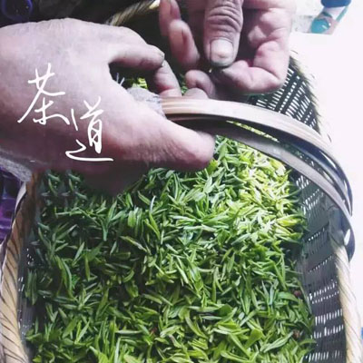 信阳毛尖 2024新茶 信阳野茶 荒野绿茶 限量品鲜