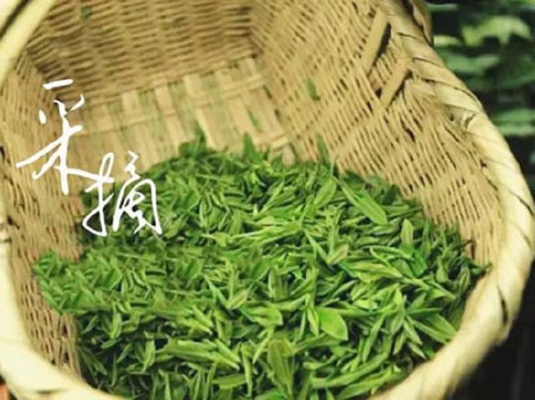 信阳毛尖 2025新茶 信阳野茶 荒野绿茶 限量品鲜