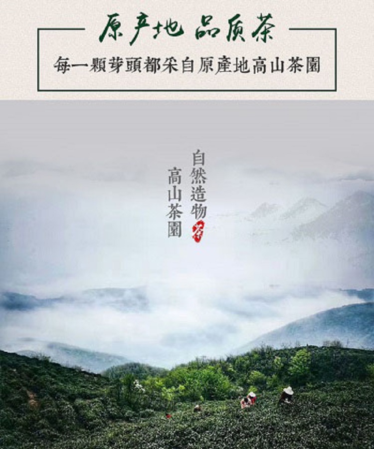 信阳毛尖大山绿茶2024新茶明前特级头采嫩芽浉河港大山茶