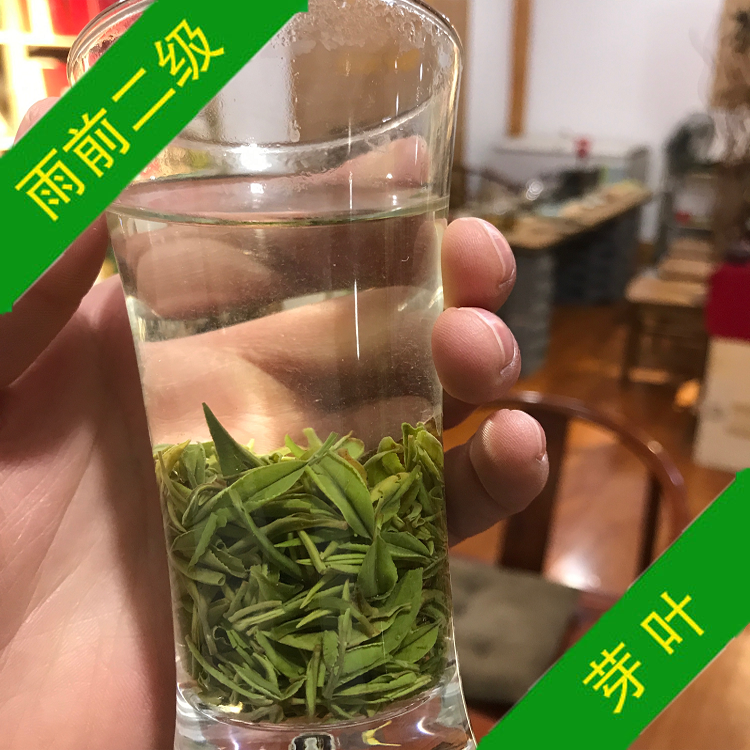 手工信阳毛尖 2025新茶 雨前二级 浉河港毛尖茶批发