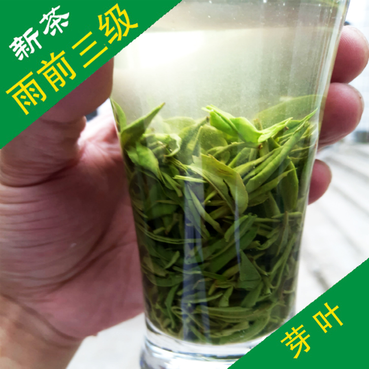 手工毛尖茶批发 信阳毛尖 2025新茶 雨前三级 浉河港原产地