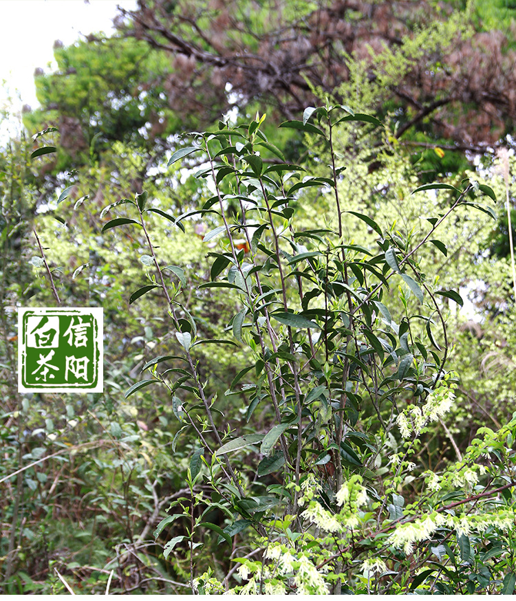 周开启茶业 河南白茶 信阳白茶2018明前头采嫩芽茶 浉河港茶厂批发