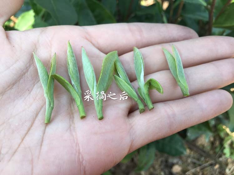 【阿里云】河南白茶 信阳白茶2018明前特级新茶 小罐罐茶32g