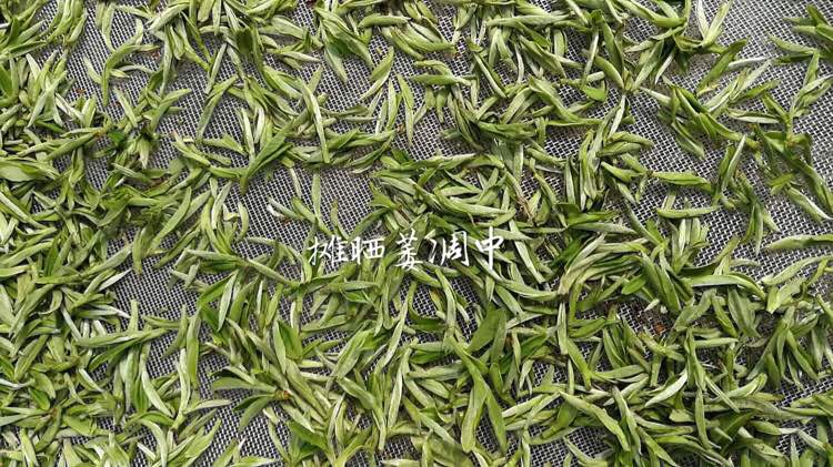 信阳白茶 野生白茶 2012年信阳老白茶 信阳特产 野生白茶批发