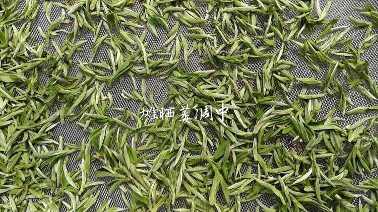 周开启茶业 河南白茶 信阳白茶2018明前头采嫩芽茶 浉河港茶厂批发