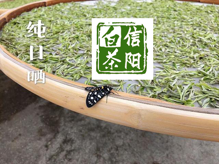 浉牌®信阳白茶2024新茶 白茶木箱盒装