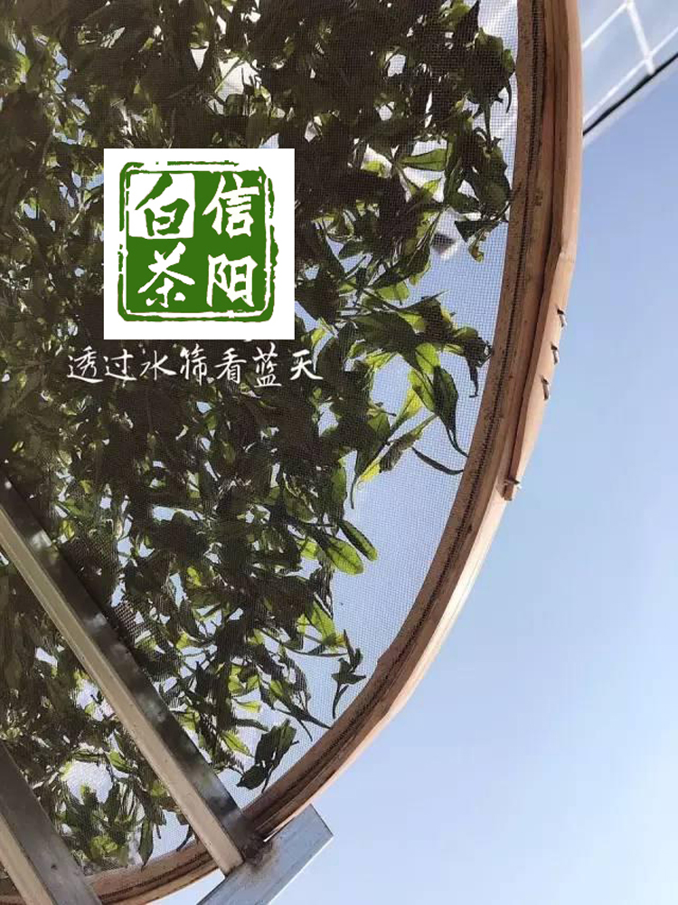 周开启茶业 河南白茶 信阳白茶2018明前头采嫩芽茶 浉河港茶厂批发