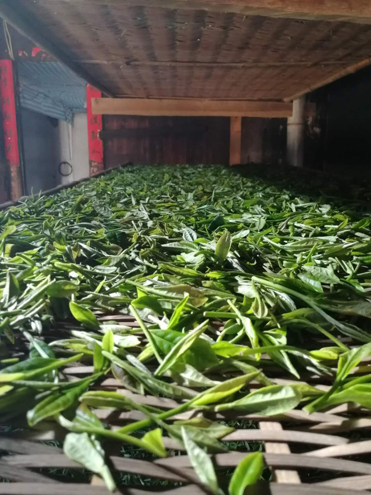 阿里云茶庄园2021信阳白茶 浉河港核心产地雨前一级次芽500g新茶散茶批发