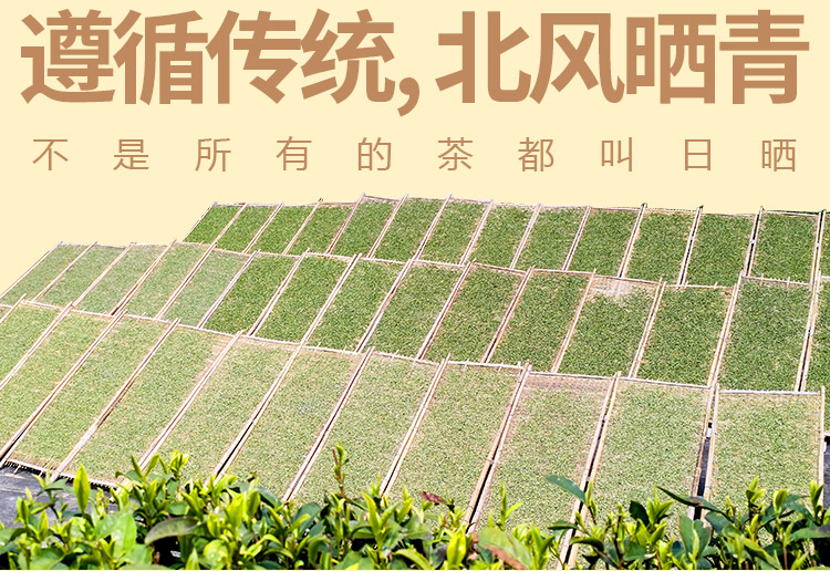 2024春茶信阳白茶新茶 雨前特级皛芽大山茶 浉河港核心产区直销