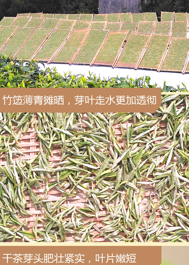 浉牌白茶 2025信阳白茶 明前一级润灵芽白茶 浉河港茶厂批发