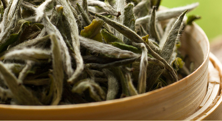 浉牌白茶 2025信阳白茶 明前一级润灵芽白茶 浉河港茶厂批发